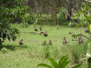 Day 1 of Safari. Lake Manyara National Park